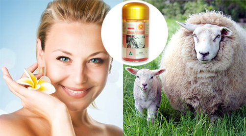 8 ưu điểm vượt trội của nhau thai cừu úc Rebirth Platinum Placenta Youth
